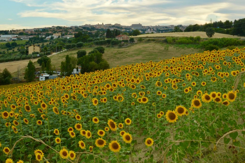 sunflowers-landscape-le marche