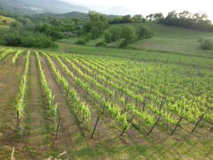 cantine-irpinia-aperte-vineyards