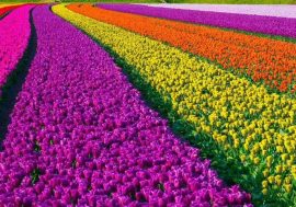 Tulipani in Sardegna: l’Olanda sull’isola