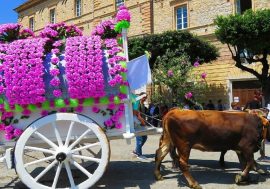 La processione di San Pardo con i carri fioriti