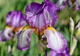 Il Giardino dell’Iris a Firenze